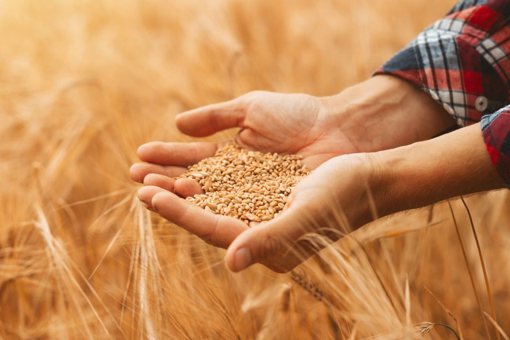 tahıl çiftçi hasat buğday arpa fiyat 