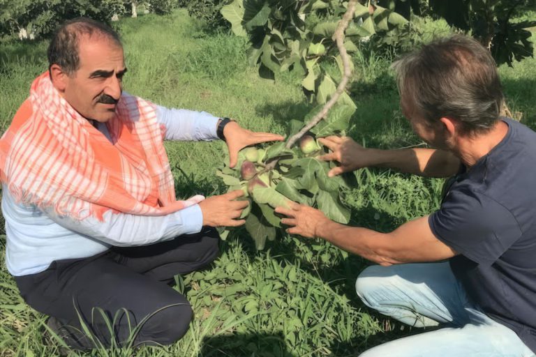 incir ihracatı Hayrettin Uçak