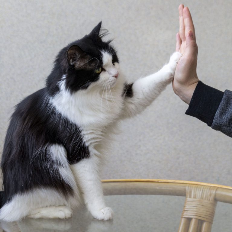 Evcil hayvan veteriner bakım kedi